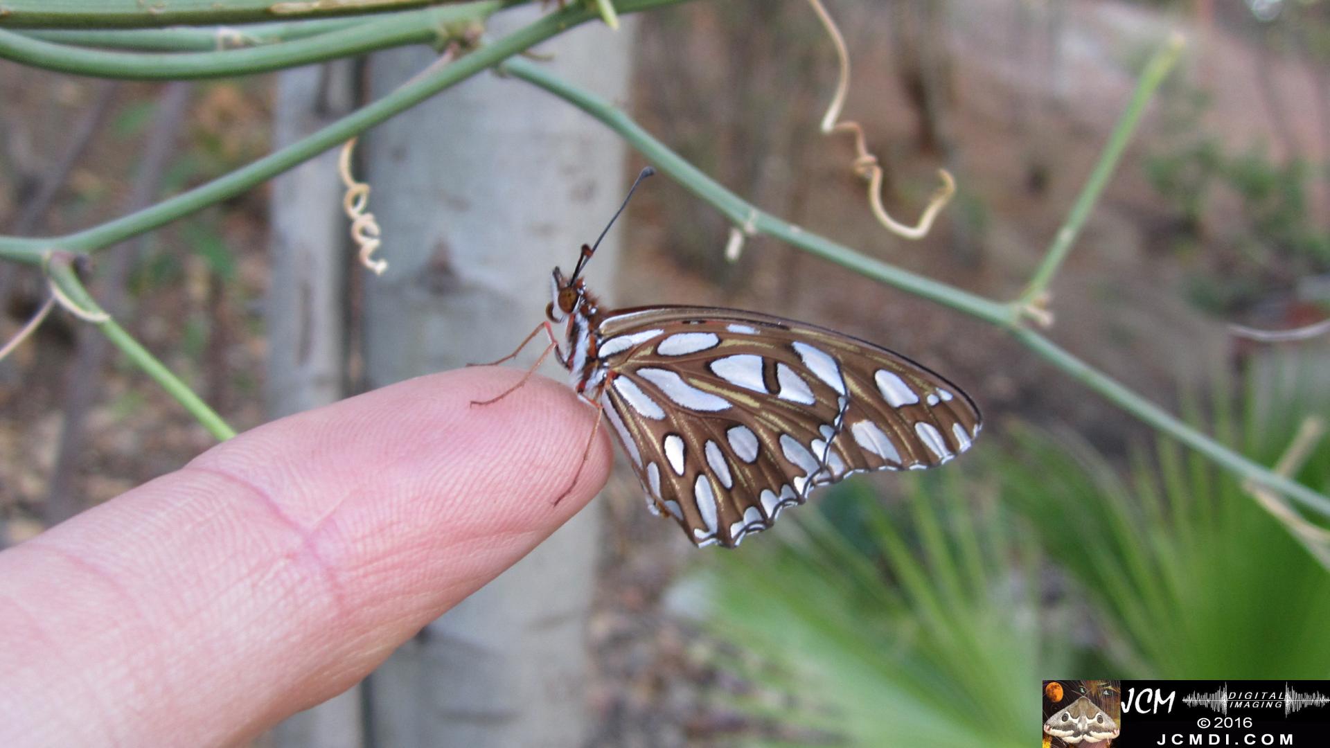 20160918 IMG_0738 Gulf Fritillary Butterfly on finger (release).jpg